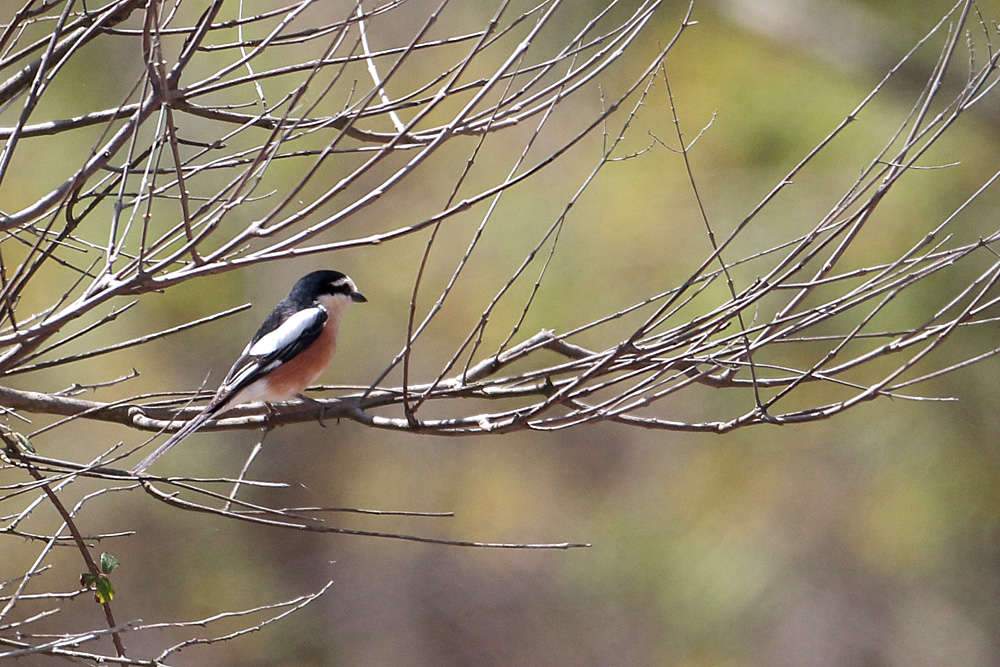 Masked Shrike