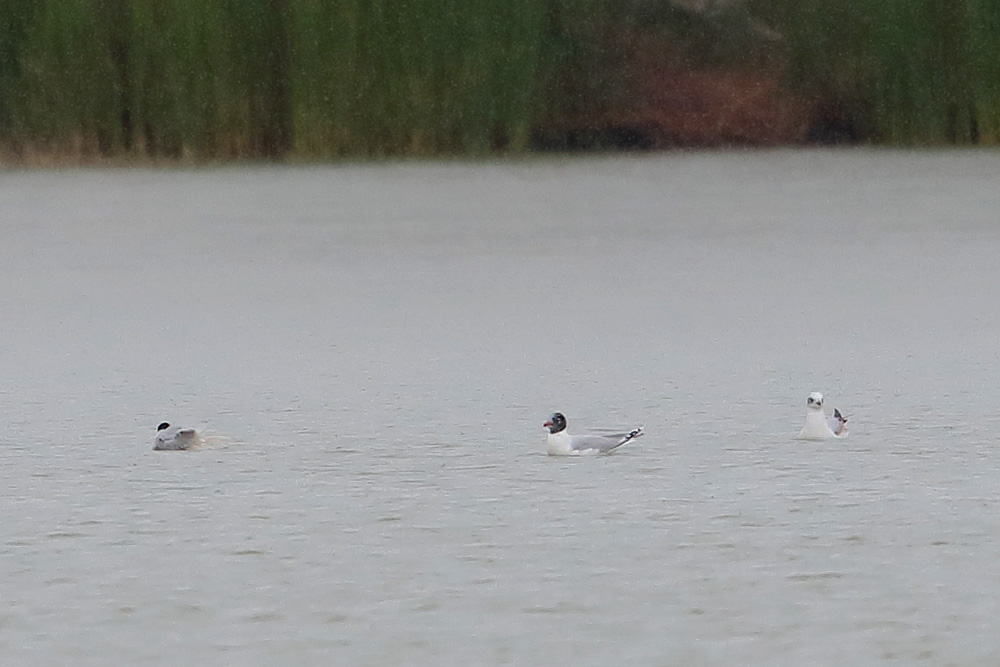 Mediterranean Gull