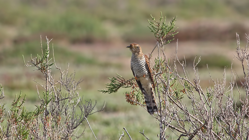 Common Cuckoo