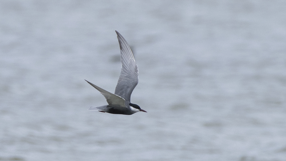 Whiskered Tern