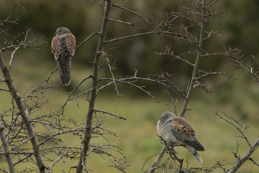 European Turtle Dove