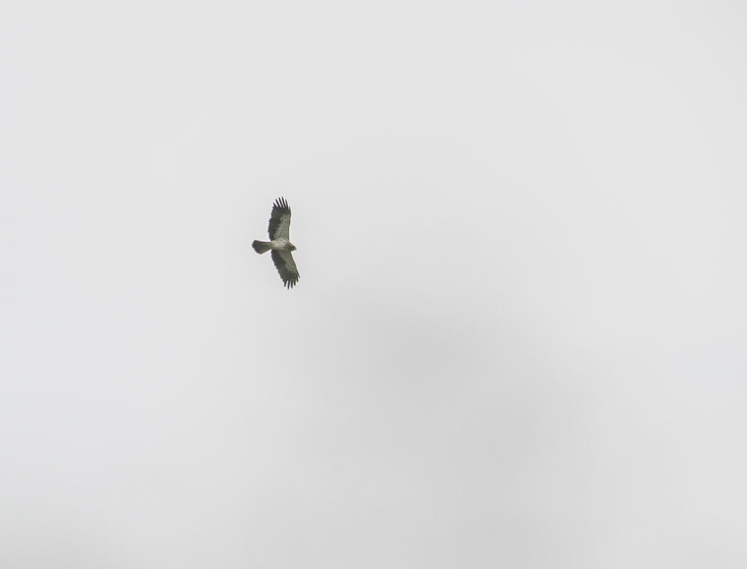 Booted Eagle