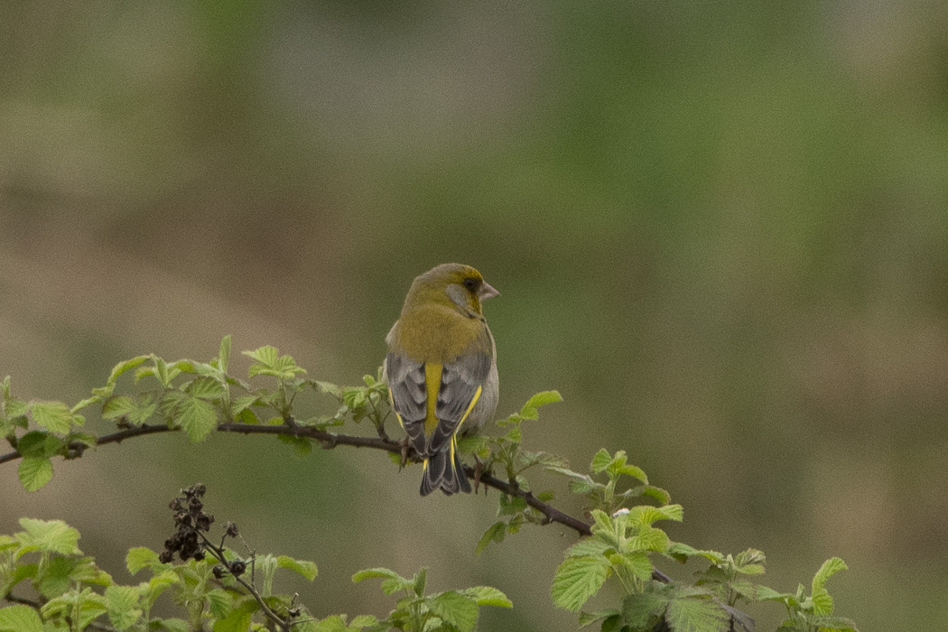 European Greenfinch