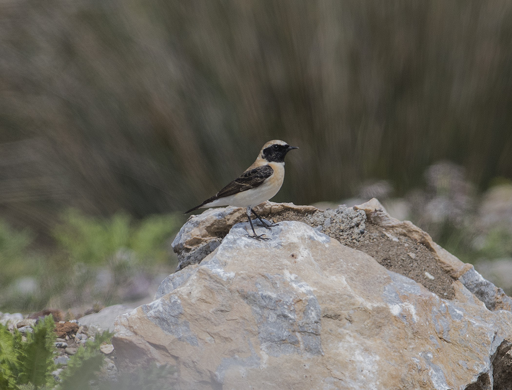 Black-eared Wheatear