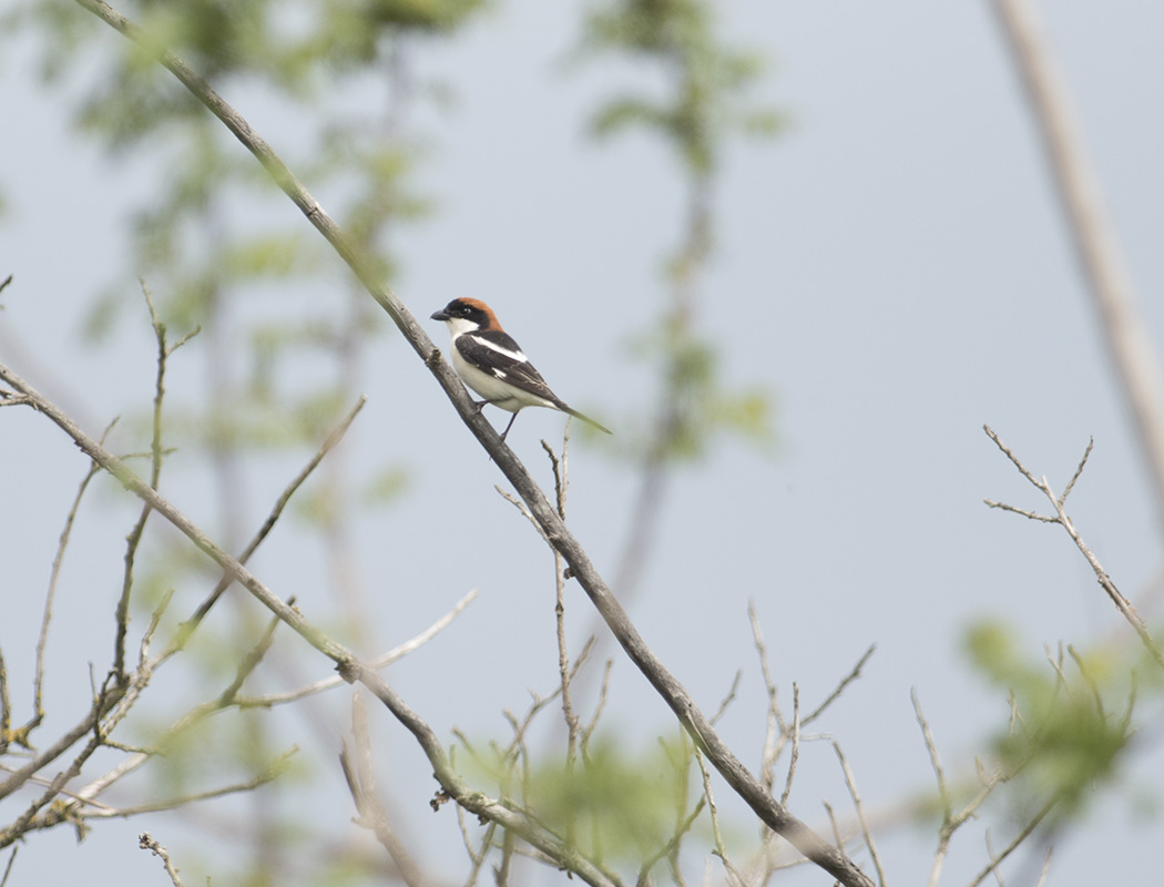 Woodchat Shrike
