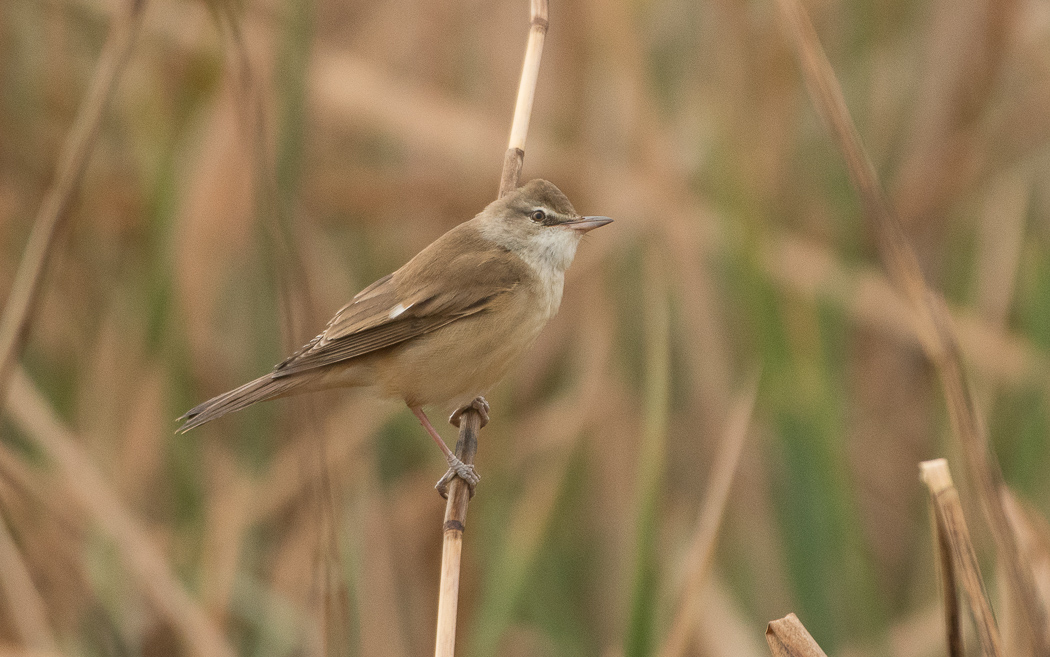 Great Reed Warbler