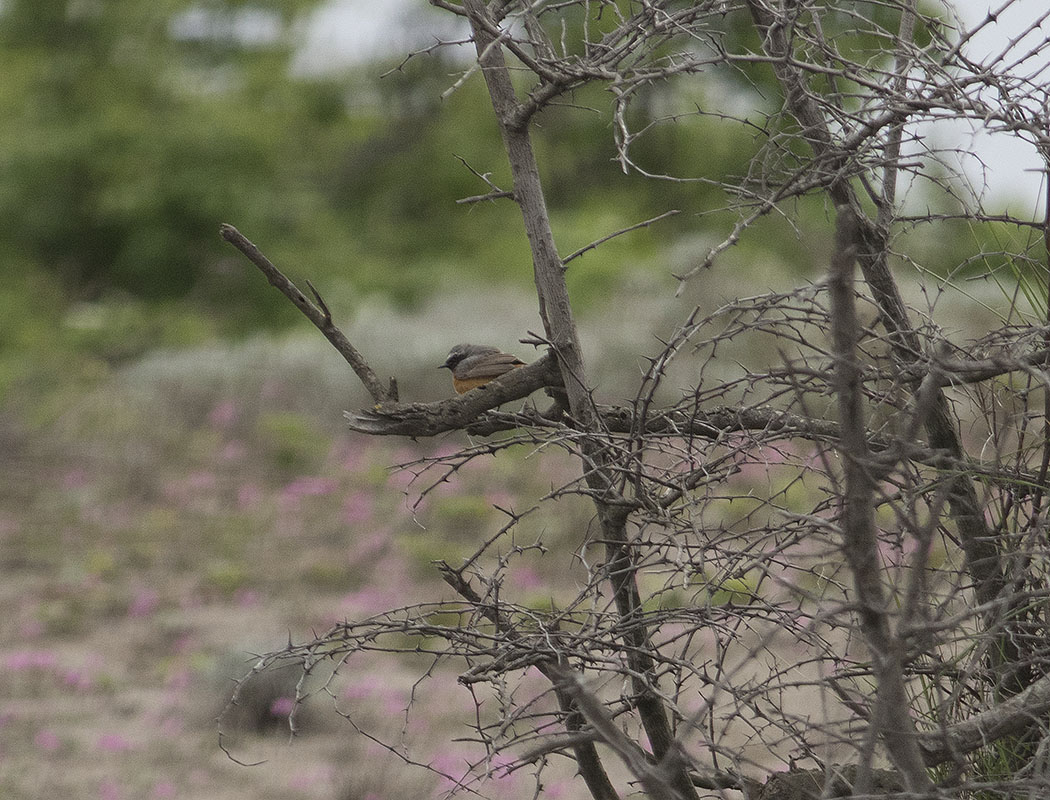 Common Redstart