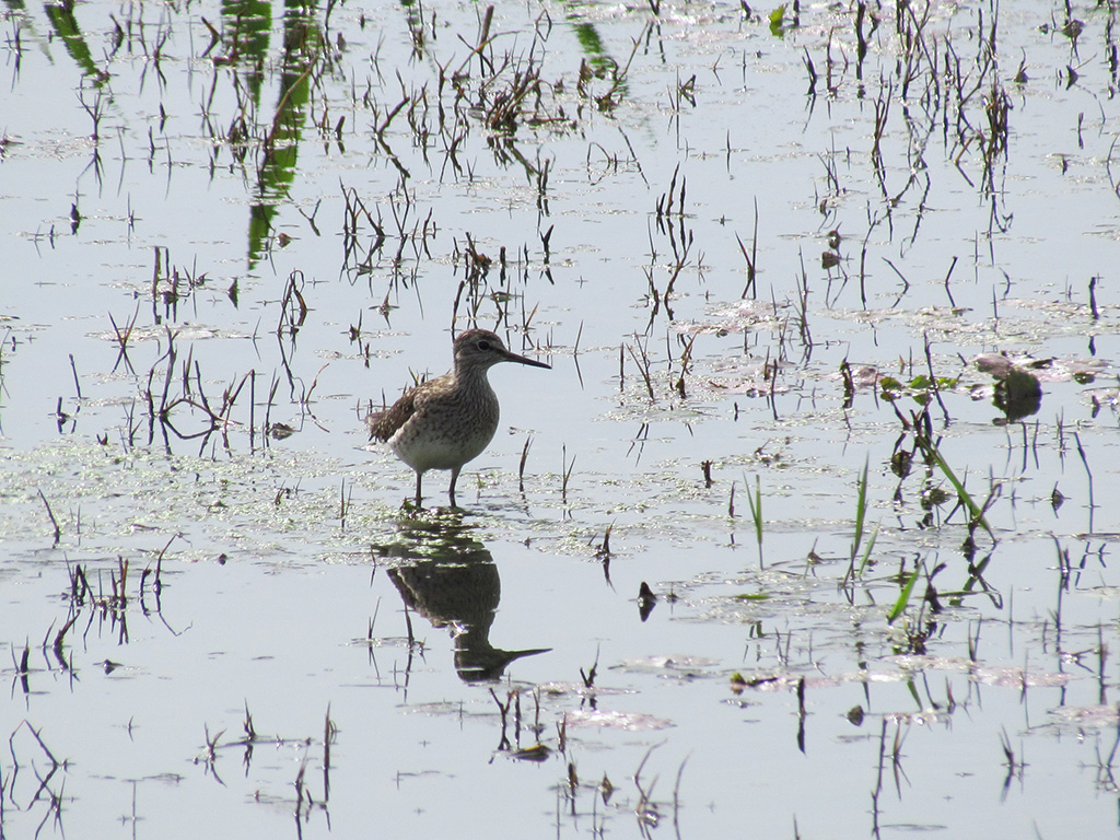 Wood Sandpiper