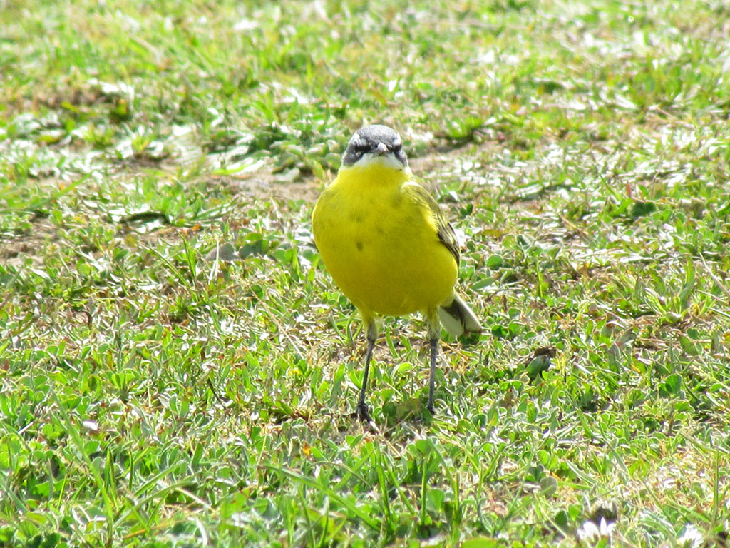 Western Yellow Wagtail