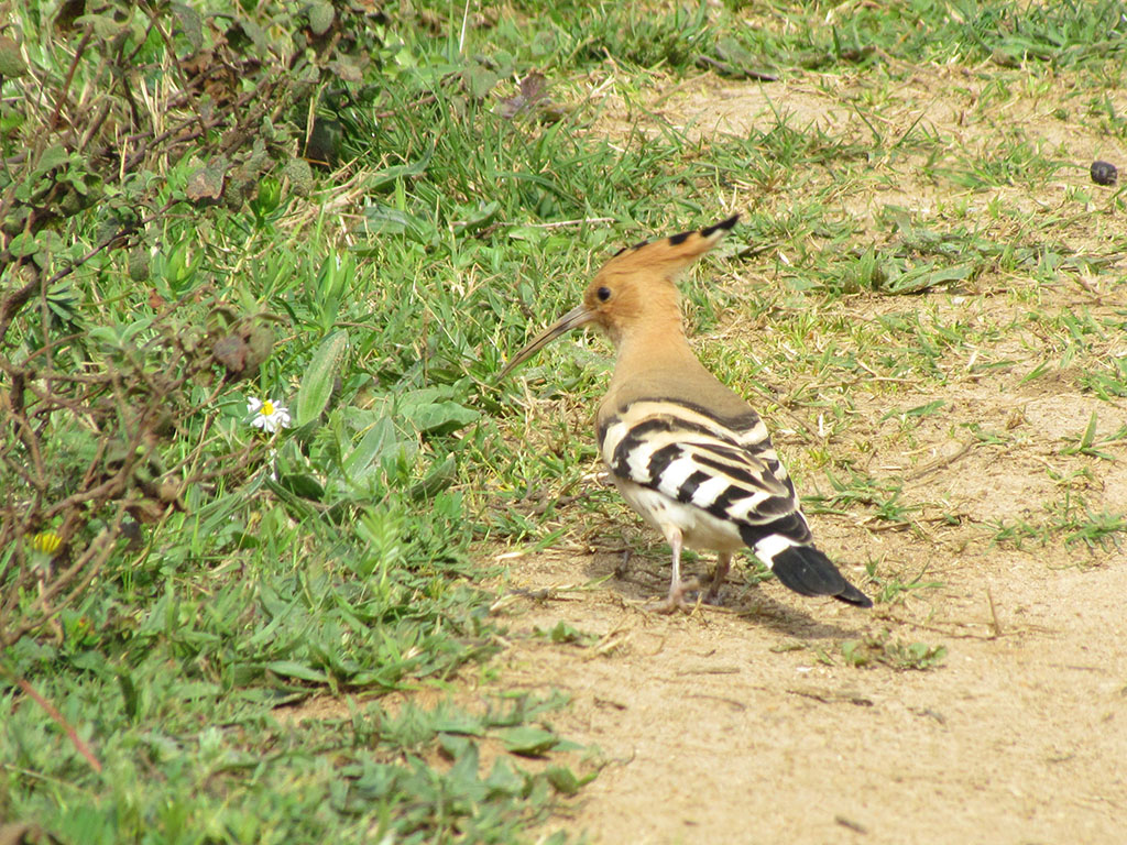 Eurasian Hoopoe