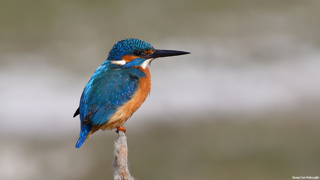Common Kingfisher