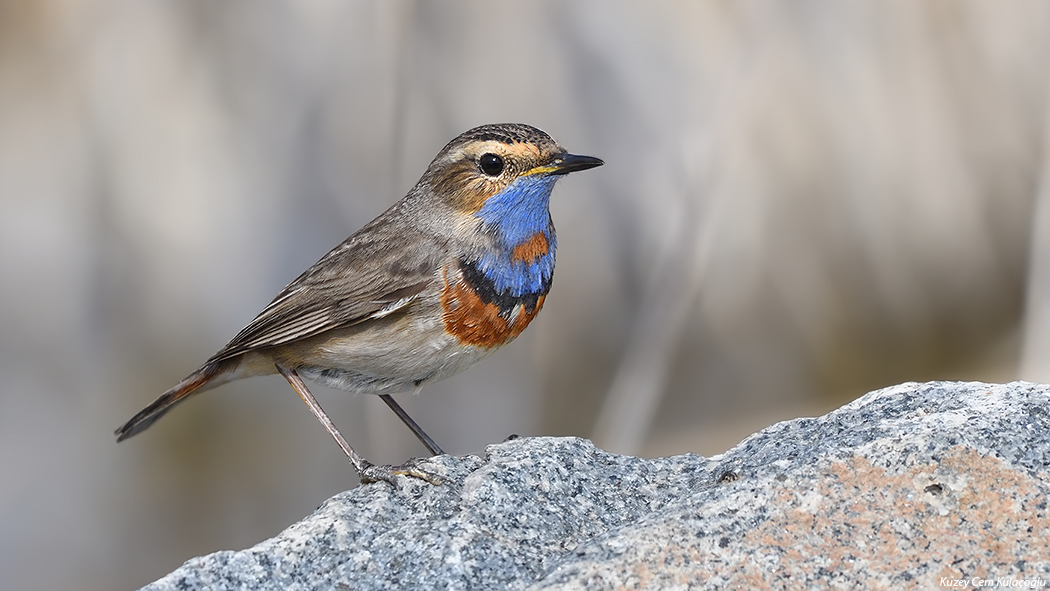 Bluethroat