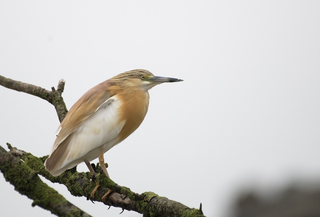 Squacco Heron
