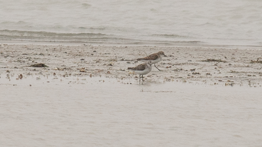 Little Stint