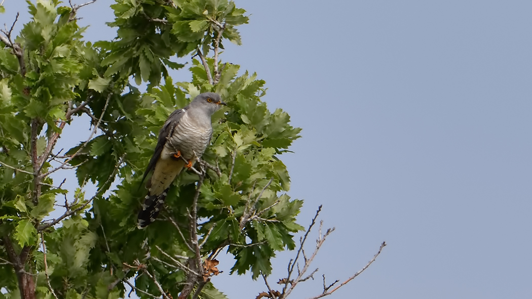 Common Cuckoo