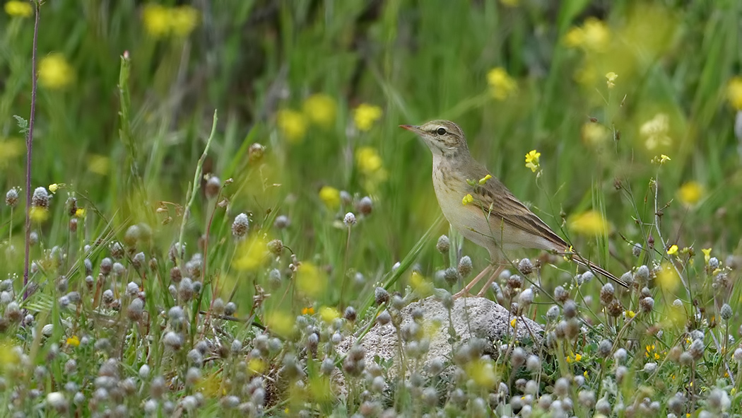 Tawny Pipit