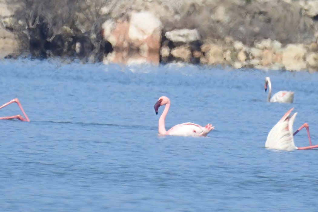 Lesser Flamingo