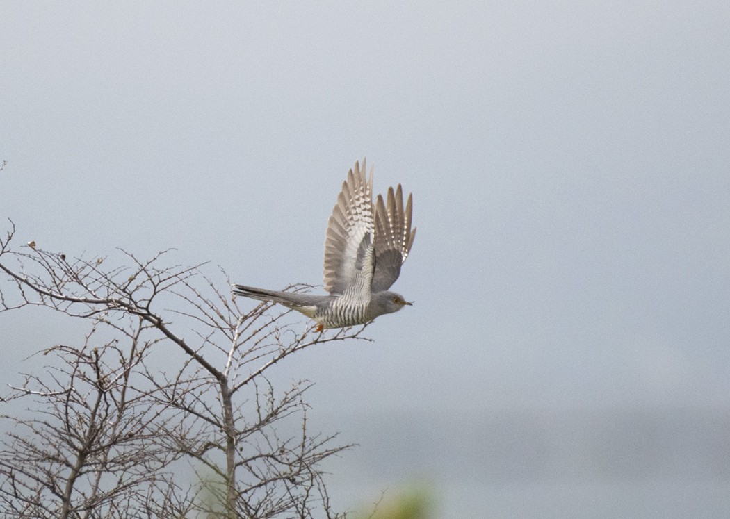 Common Cuckoo