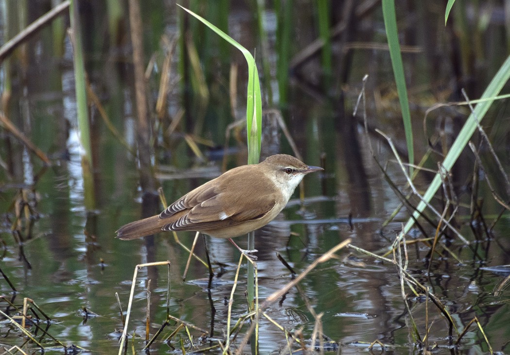 Great Reed Warbler