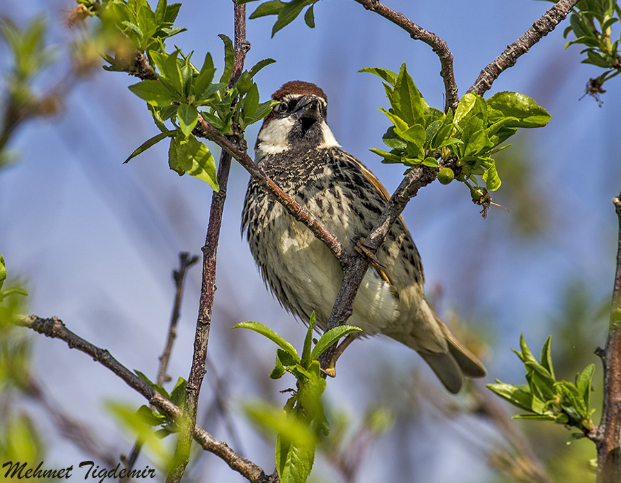 Spanish Sparrow
