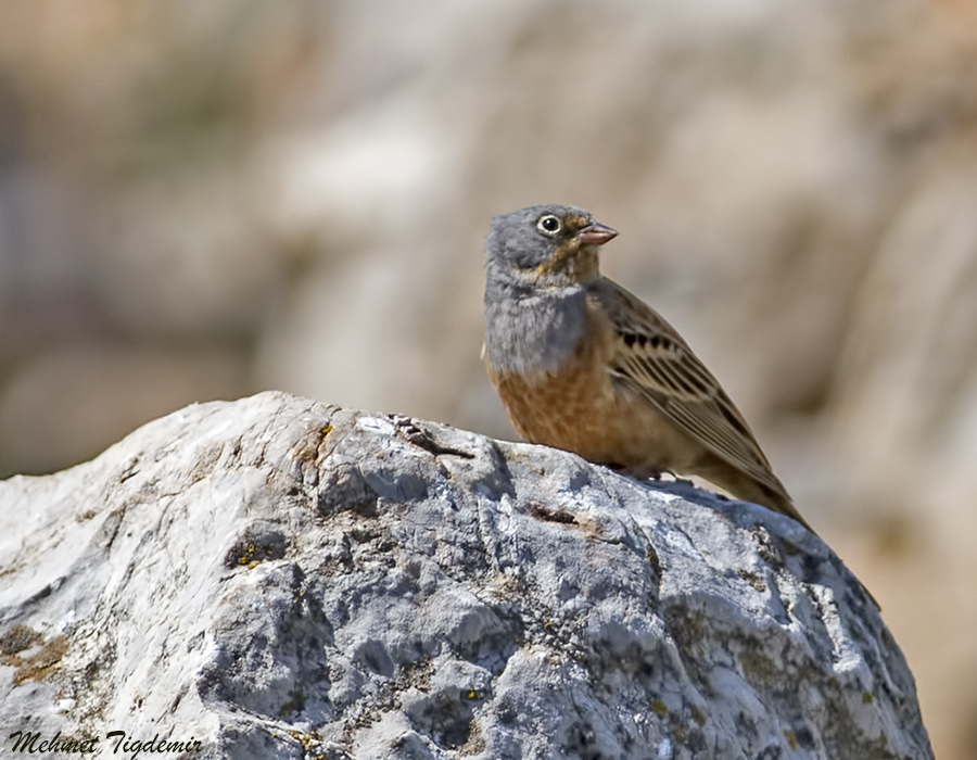 Cretzschmar`s Bunting