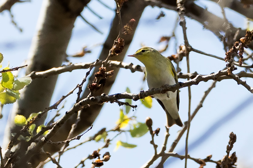 Wood Warbler