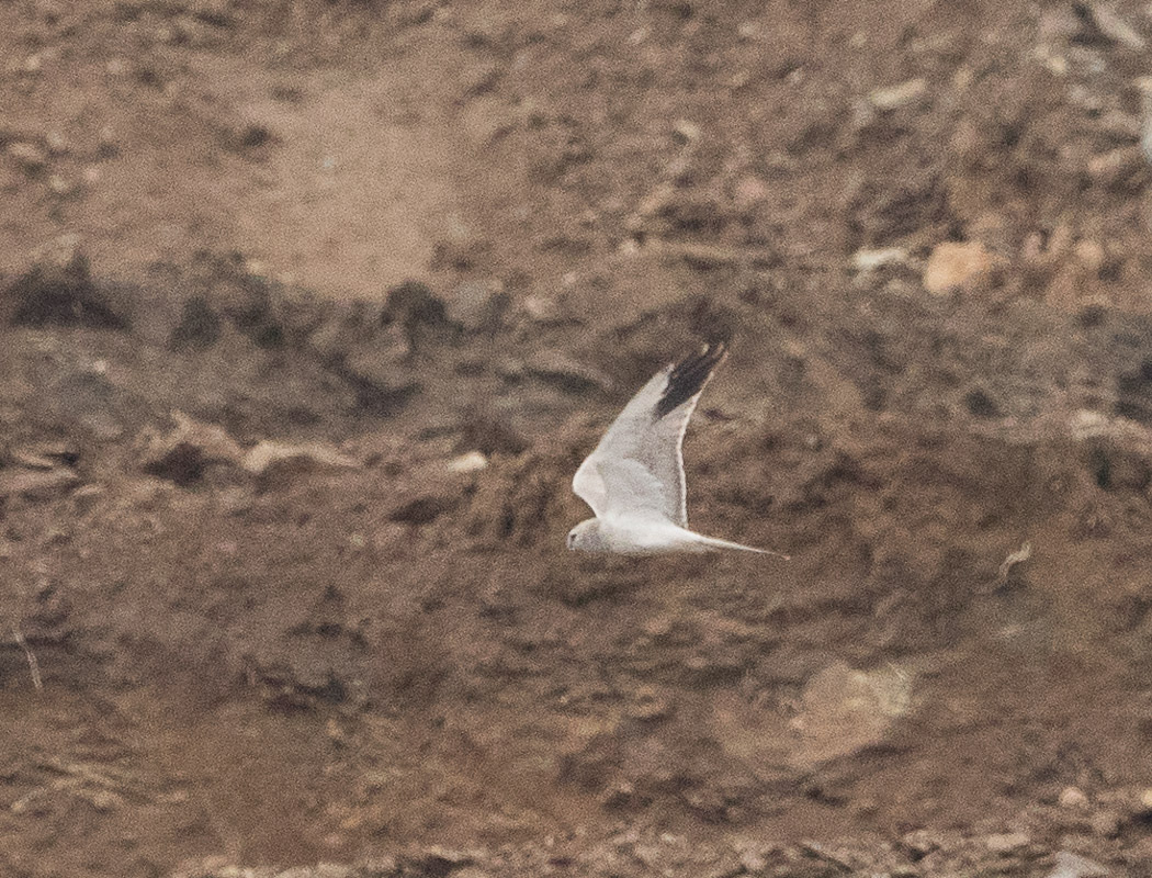Pallid Harrier