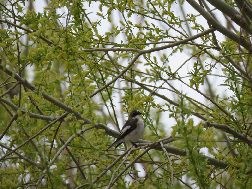 European Pied Flycatcher
