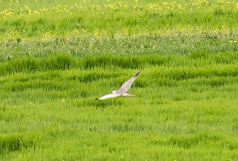 Pallid Harrier