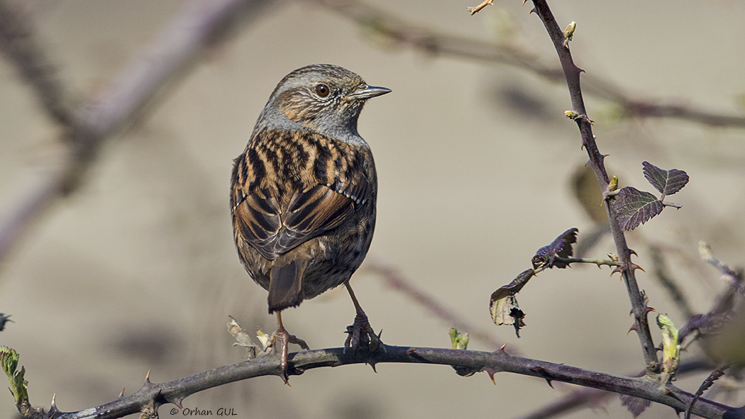 Dunnock