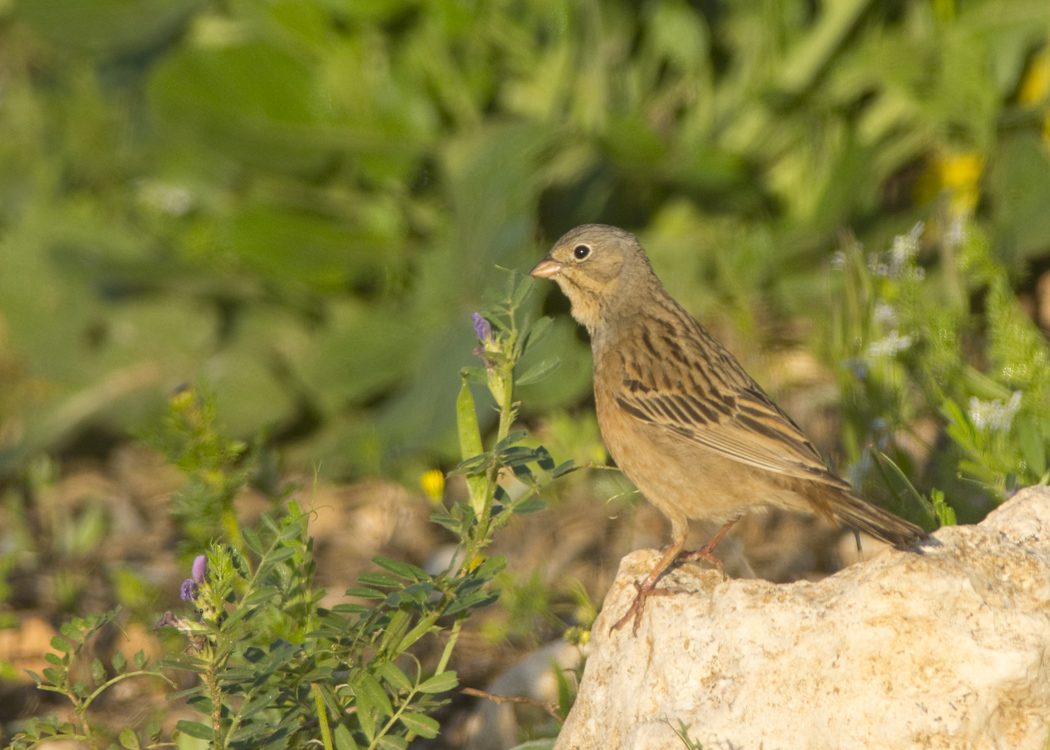 Ortolan Bunting