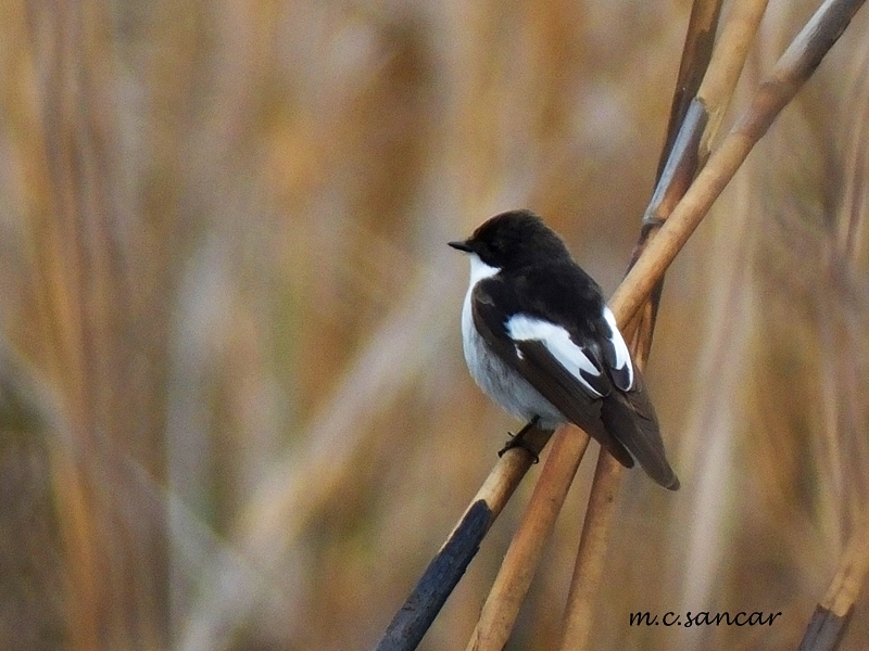 European Pied Flycatcher