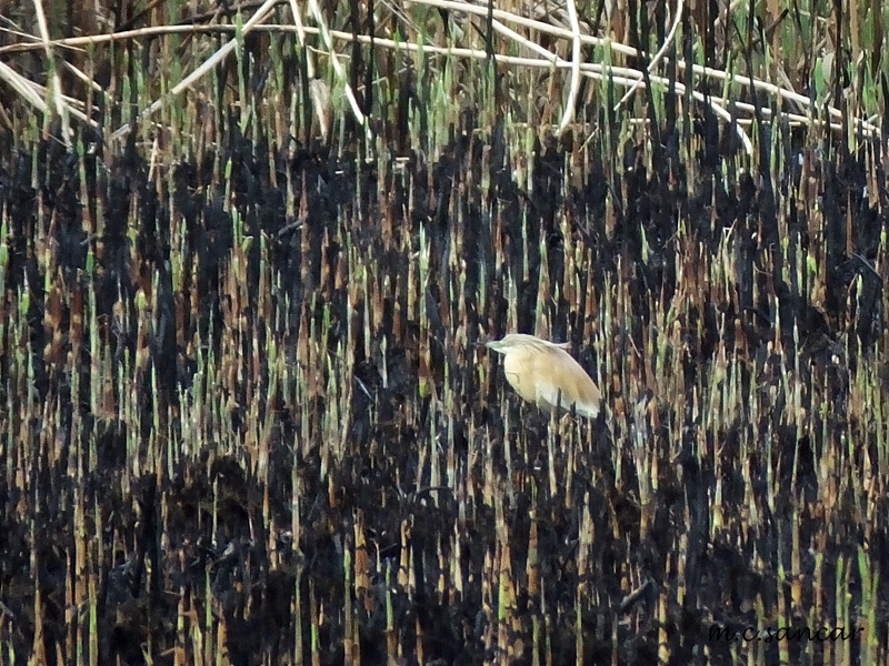 Squacco Heron