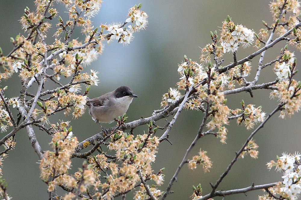 Eastern Orphean Warbler