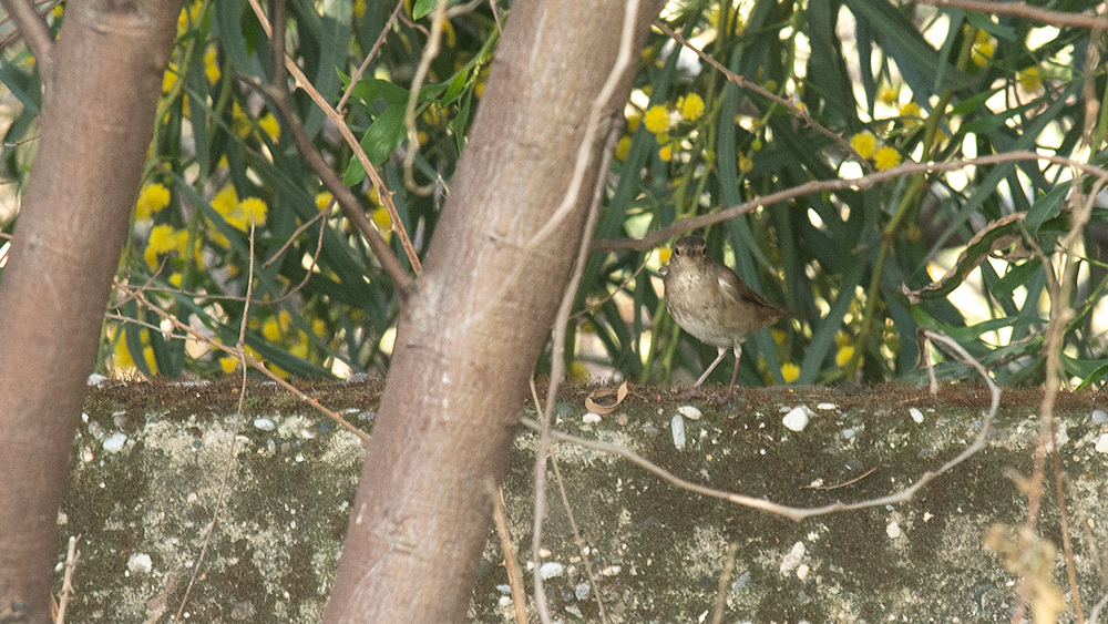 Thrush Nightingale