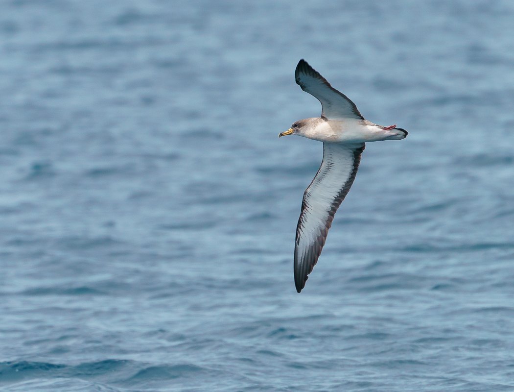 Scopoli`s Shearwater
