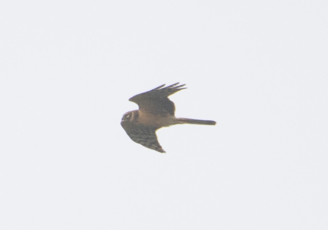 Pallid Harrier