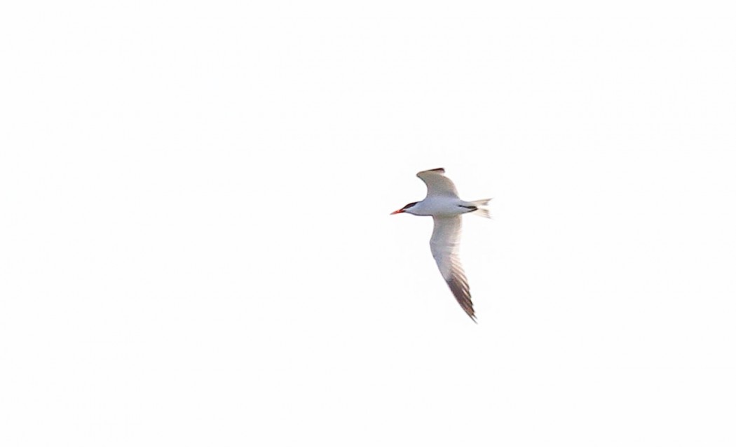 Caspian Tern