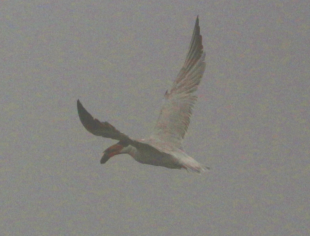 Caspian Tern