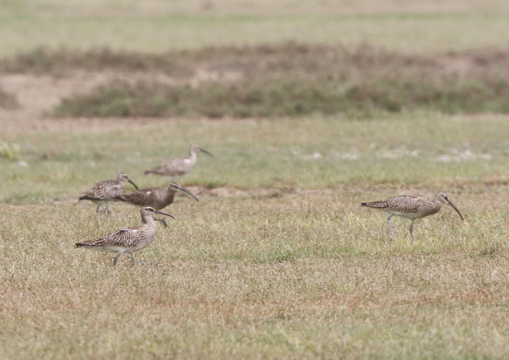 Eurasian Whimbrel