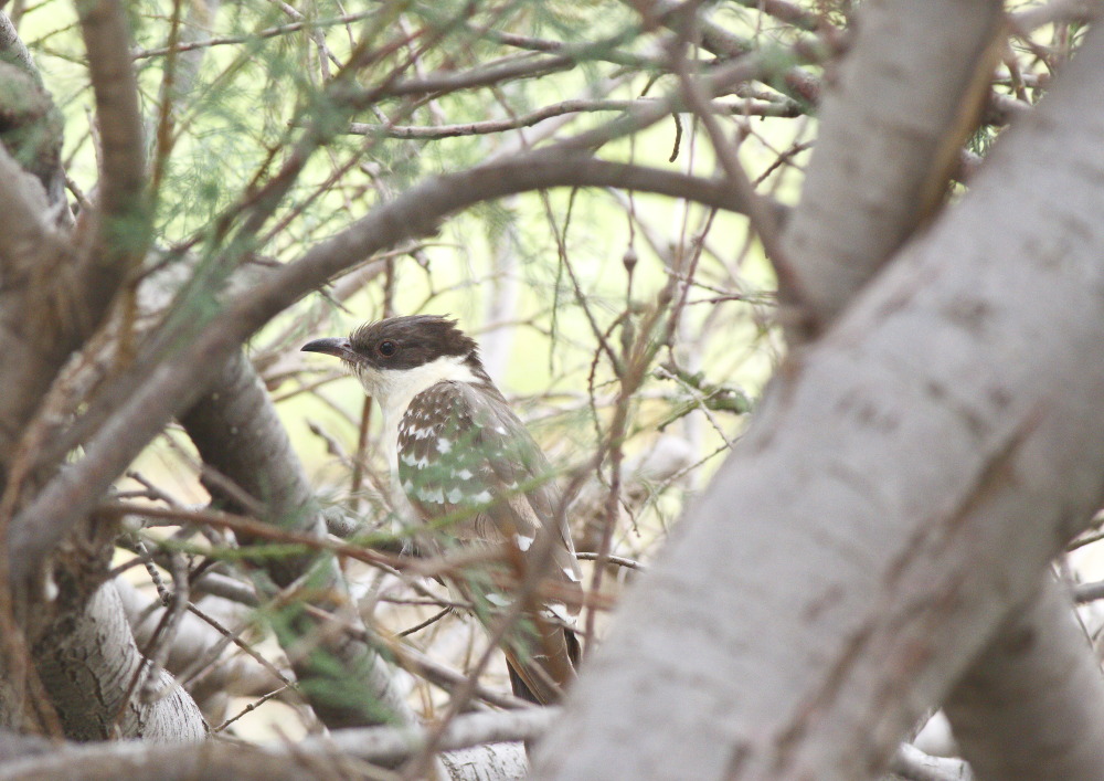 Great Spotted Cuckoo