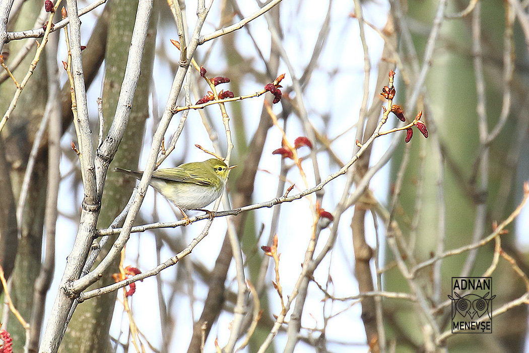 Wood Warbler