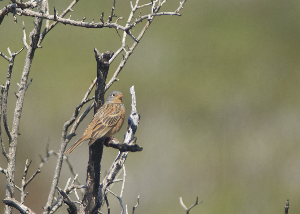 Cretzschmar`s Bunting
