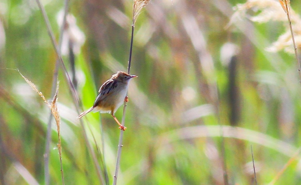 Zitting Cisticola