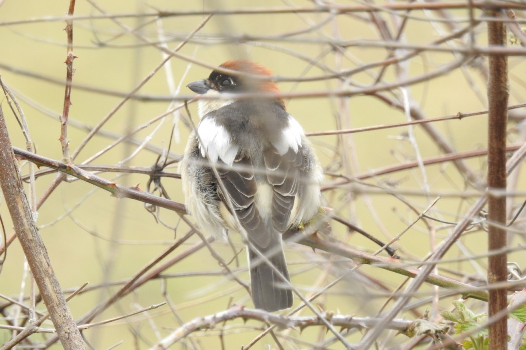 Woodchat Shrike