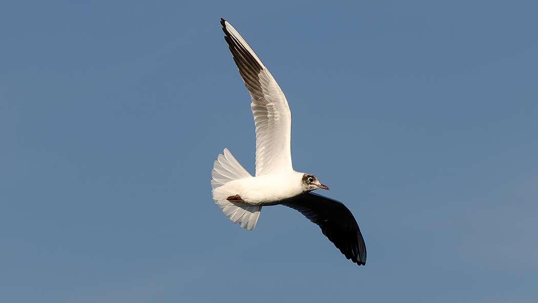 Black-headed Gull