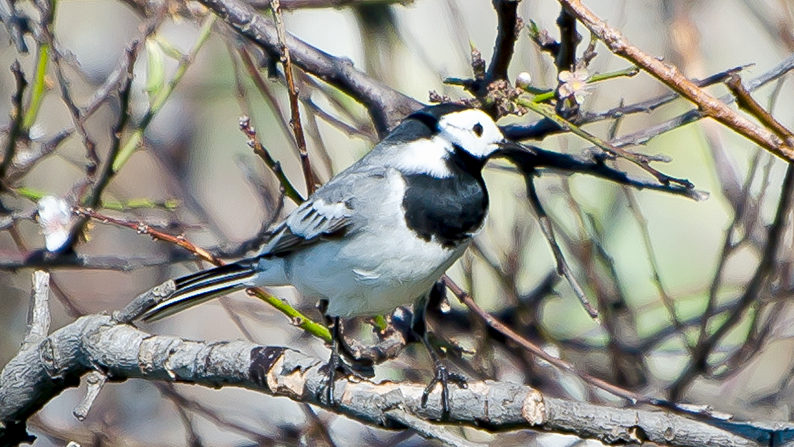 White Wagtail