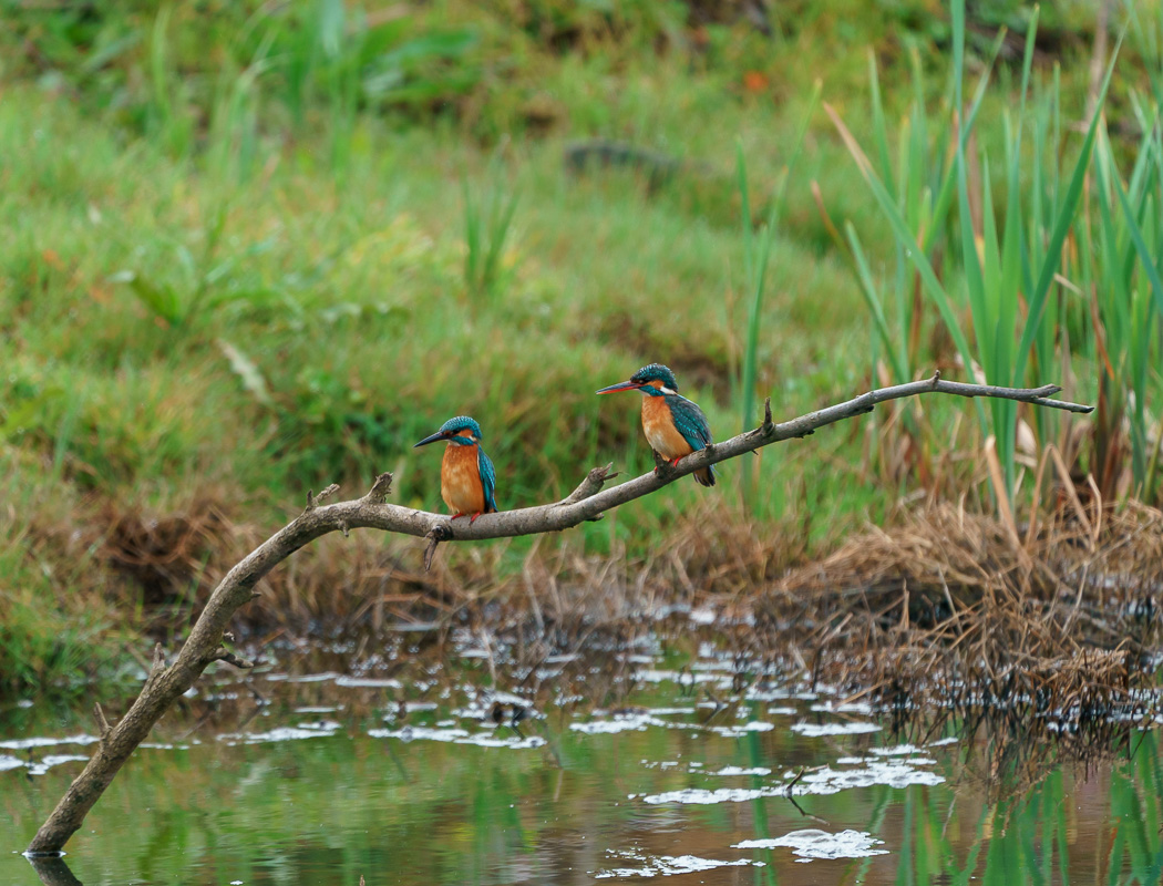 Common Kingfisher