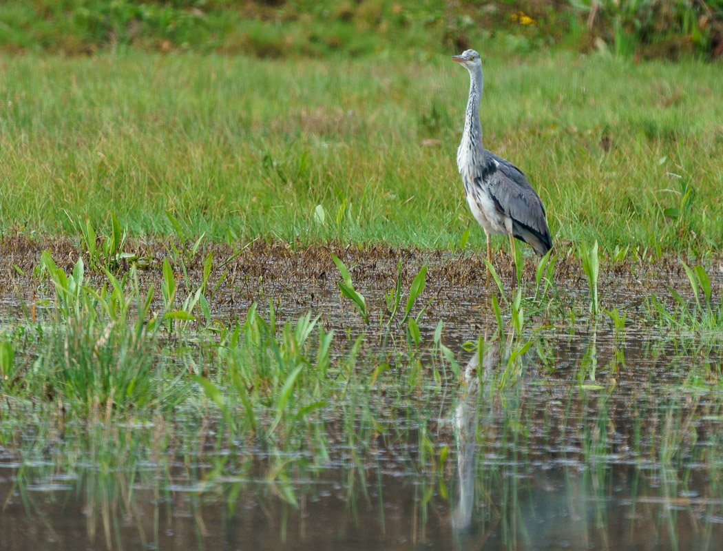 Grey Heron