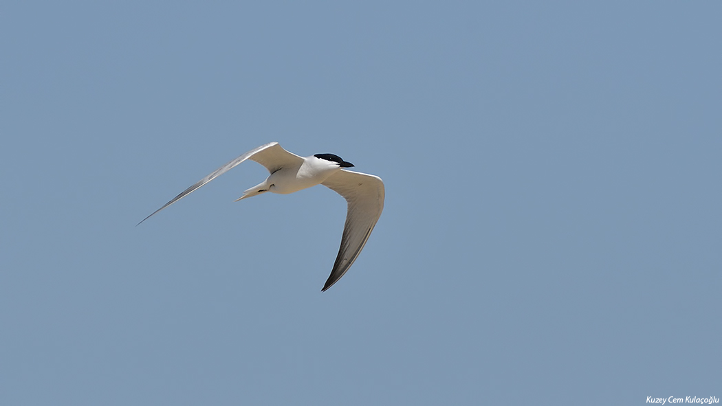 Gull-billed Tern